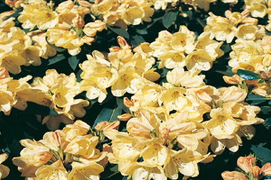 Rhododendron Hybride 'Stadt Westerstede' - Rhododendron-Hybride 'Stadt Westerstede'