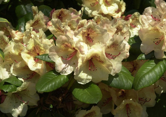 Rhododendron Hybr.'Viscy' - Rhododendron-Hybride 'Viscy'