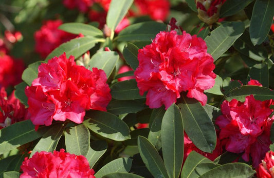 Rhododendron Hybr.'Wilgen's Ruby' - Rhododendron-Hybride 'Wilgen's Ruby'