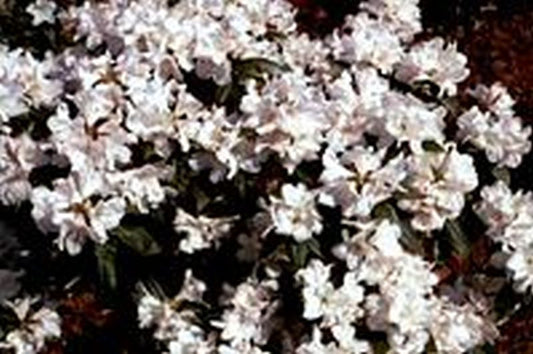 Rhododendron carolinianum 'Dora Amateis' - Rhododendron carolinianum 'Dora Amateis'
