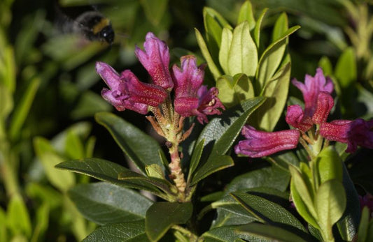 Rhododendron ferrugineum - Rhododendron ferrugineum