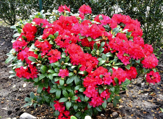 Rhododendron haematodes 'Lisetta' ® - Rhododendron haematodes 'Lisetta' ®