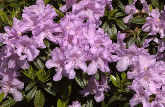 Rhododendron keleticum 'Robert Seleger' - Rhododendron keleticum 'Robert Seleger'