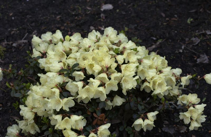 Rhododendron ludlowii 'Wren' - Rhododendron ludlowii 'Wren'