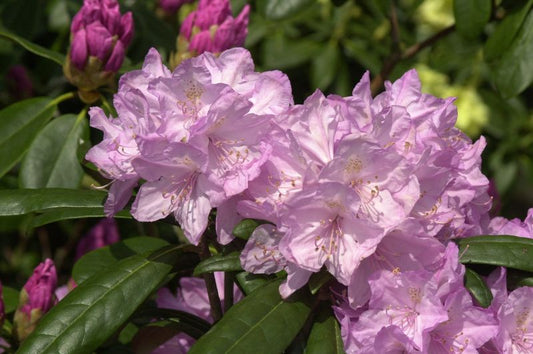 Rhododendron makinoi 'Lanzette' - Rhododendron makinoi 'Lanzette'