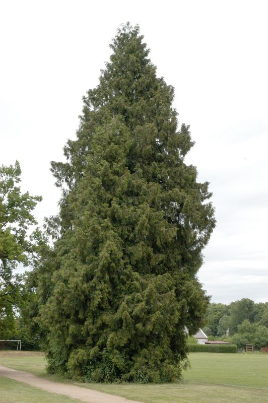 Thuja plicata - Riesen-Lebensbaum