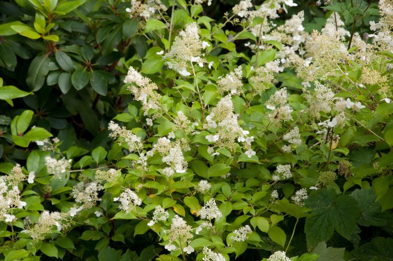 Hydrangea paniculata 'Kyushu' - Rispenhortensie 'Kyushu'