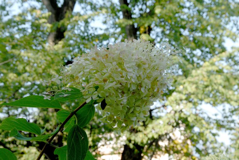 Hydrangea paniculata 'Phantom' - Rispenhortensie 'Phantom'