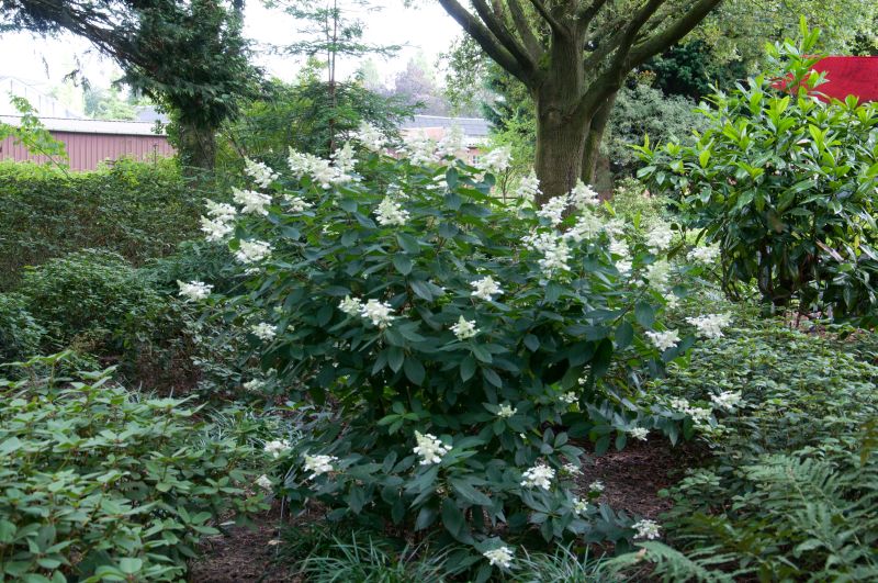 Hydrangea paniculata 'Tardiva' - Rispenhortensie 'Tardiva'