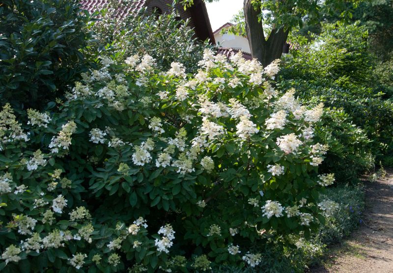 Hydrangea paniculata 'Unique' - Rispenhortensie 'Unique'