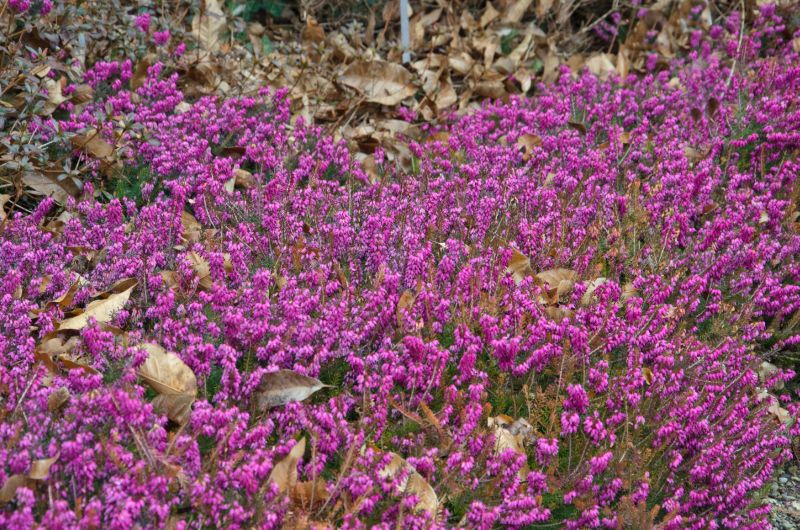 Erica carnea 'Myretoun Ruby' - Rötliche Märzenheide