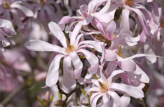 Magnolia loebneri 'Leonard Messel' - Rosa Sternmagnolie