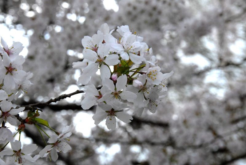 Prunus subhirtella 'Autumnalis Rosea' CAC - Rosa Winterkirsche 'Autumnalis Rosea'