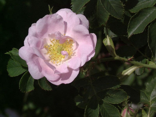 Rosa agrestis - Rose agrestis