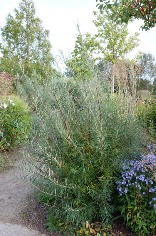 Salix rosmarinifolia - Rosmarinweide