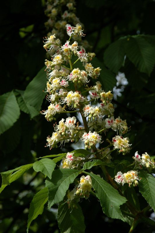 Aesculus hippocastanum - Rosskastanie