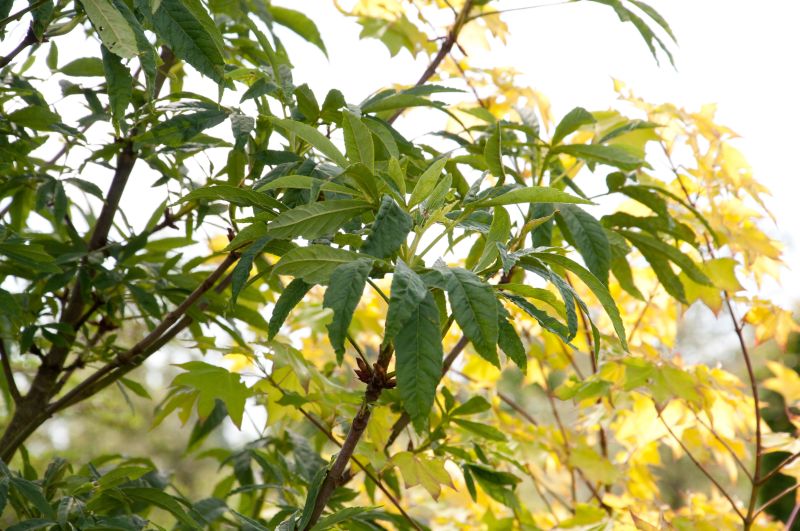 Aesculus hippocastanum 'Laciniata' - Rosskastanie 'Laciniata'