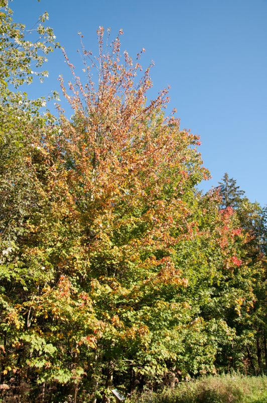 Acer rubrum - Rotahorn