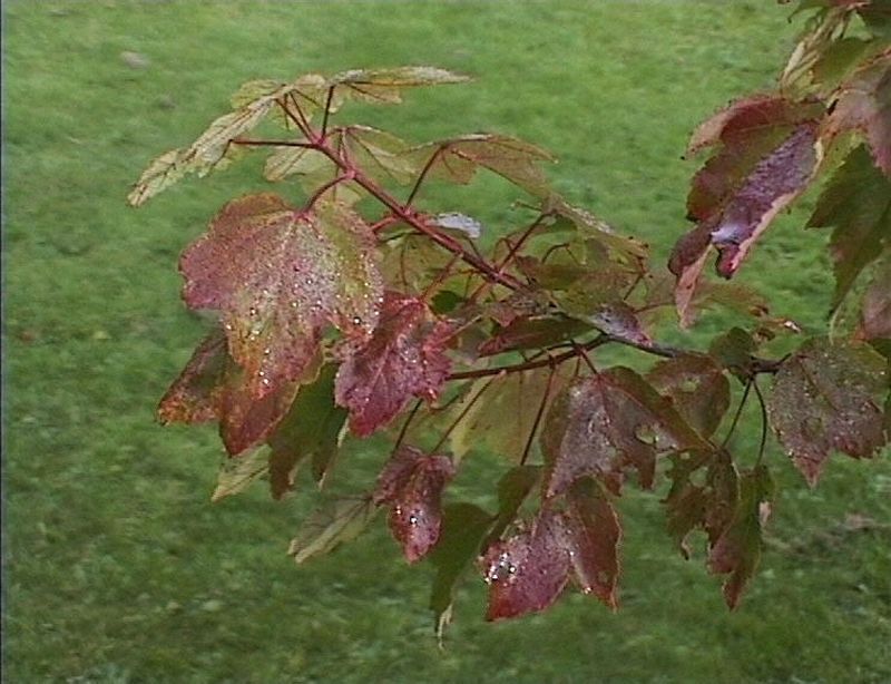 Acer rubrum 'October Glory' - Rotahorn 'October Glory'