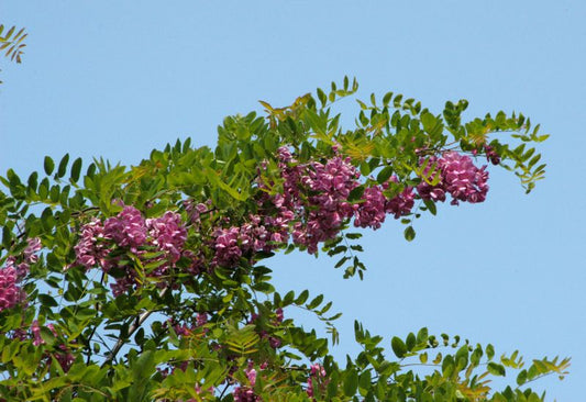 Robinia 'Pink Cascade' - Rotblühende Akazie