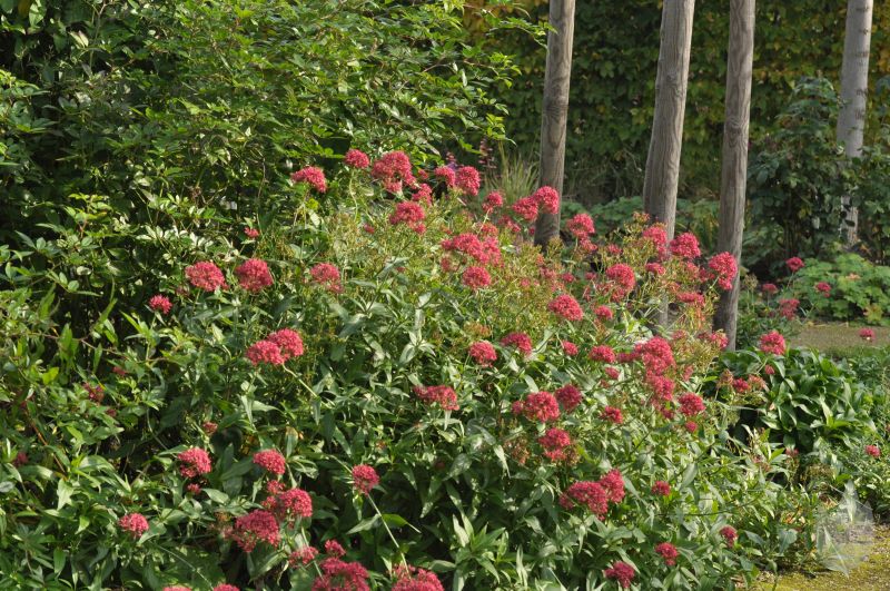 Centranthus ruber 'Coccineus' - Rotblühende Garten-Spornblume