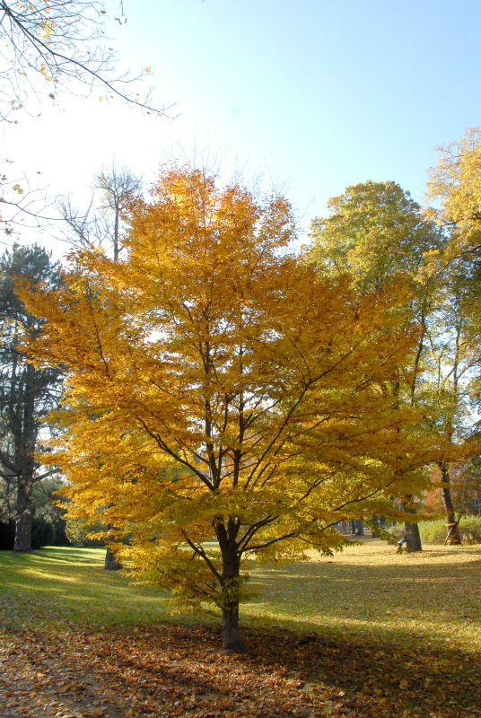 Fagus sylvatica 'Laciniata' - Rotbuche 'Laciniata'
