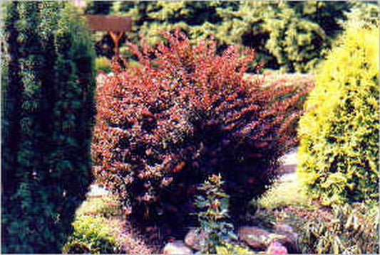 Berberis thunbergii 'Atropurpurea' - Rote Heckenberberitze