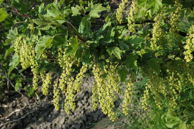 Ribes rubrum - Rote Johannisbeere