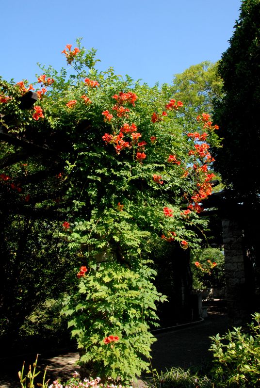 Campsis radicans - Rote Kletter-Trompetenblume