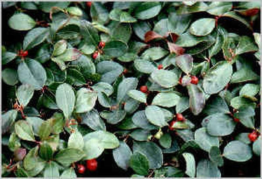 Gaultheria procumbens - Rote Teppichbeere