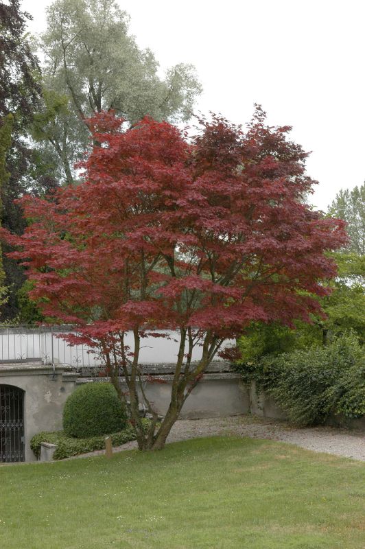 Acer palmatum 'Atropurpureum' - Roter Fächerahorn