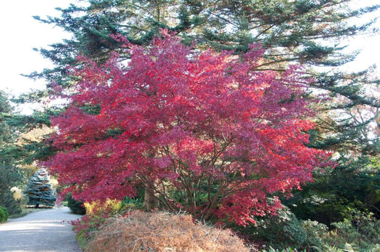 Acer palmatum 'Bloodgood' - Roter Fächerahorn 'Bloodgood'