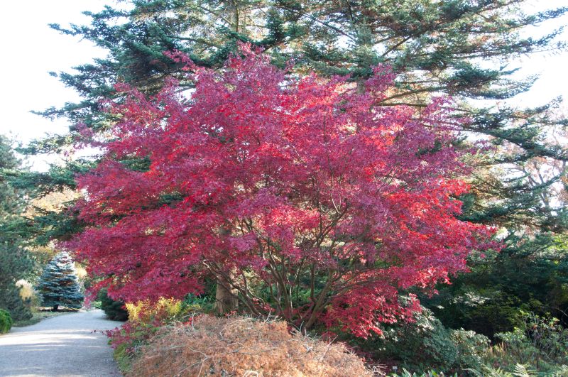 Acer palmatum 'Bloodgood' - Roter Fächerahorn 'Bloodgood'