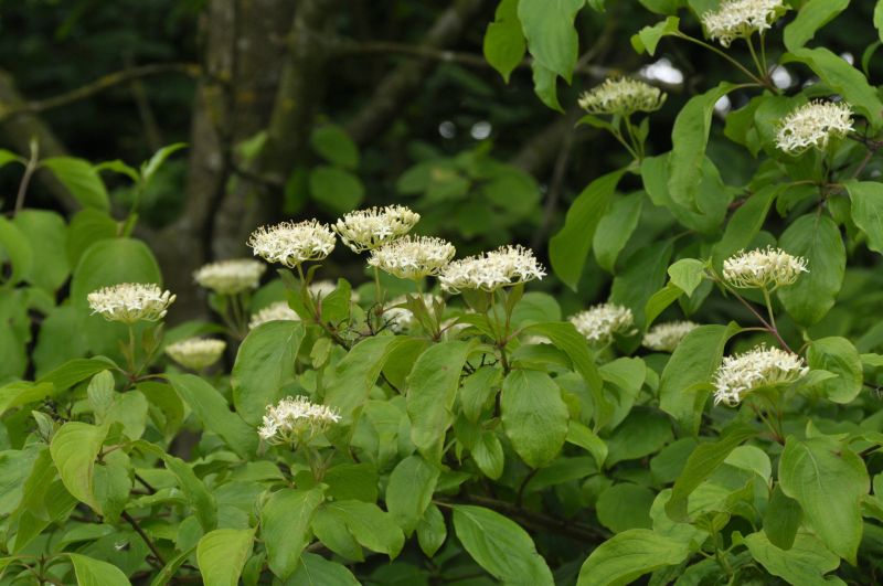 Cornus sanguinea - Roter Hartriegel