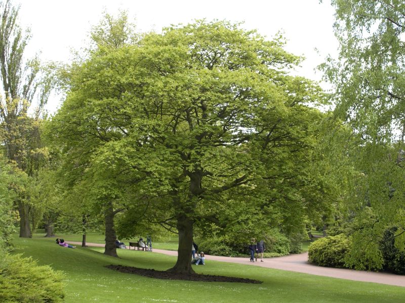 Acer cappadocicum 'Rubrum' - Roter Kolchischer Ahorn