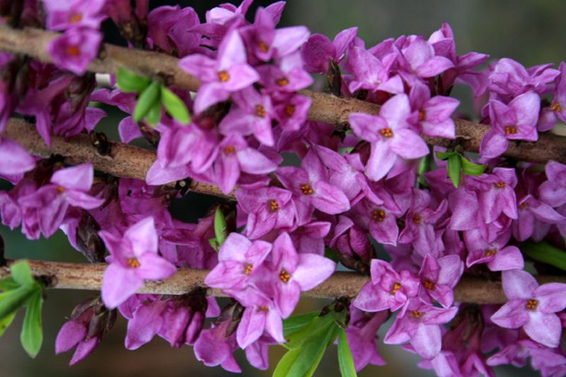 Daphne mezereum 'Rubra Select' - Roter Märzenseidelbast 'Rubra Select'
