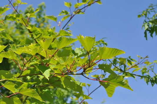 Acer capillipes - Roter Schlangenhautahorn
