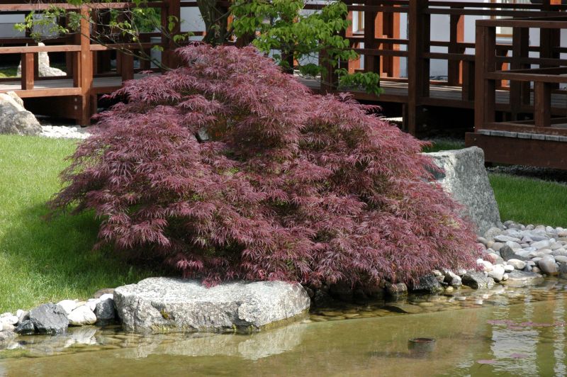 Acer palmatum 'Ornatum' - Roter Schlitzahorn