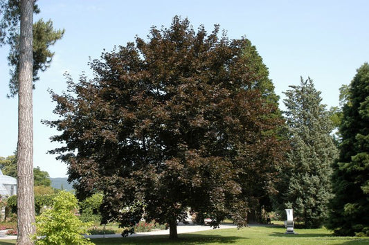 Acer platanoides 'Faassen's Black' - Roter Spitzahorn 'Faassen's Black'