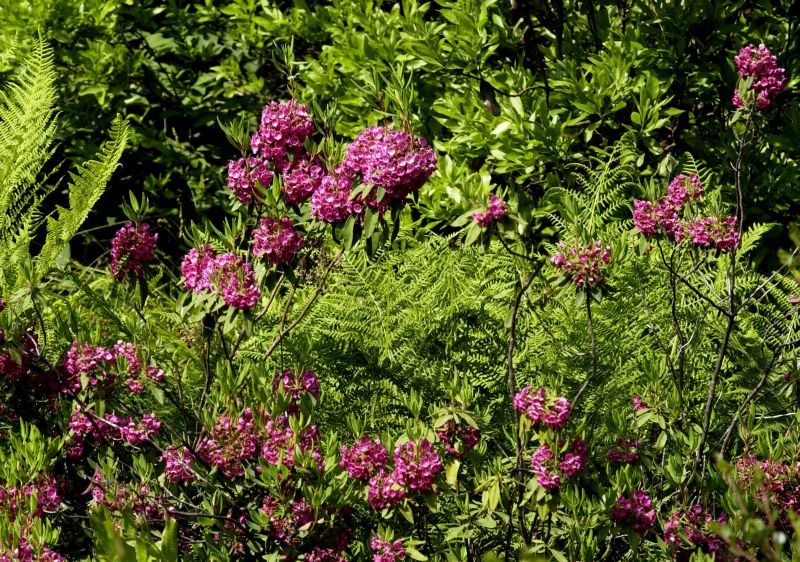 Kalmia angustifolia 'Rubra' - Rotes Lorbeerröslein