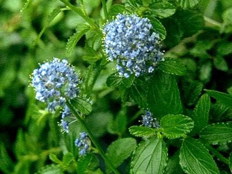 Ceanothus impressus 'Victoria' - Säckelblume 'Victoria'