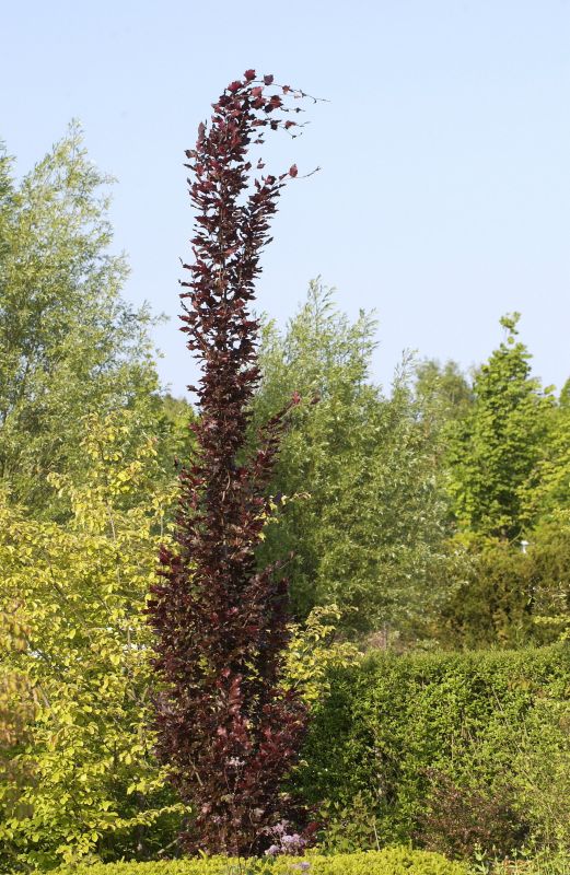 Fagus sylvatica 'Dawyck Purple' - Säulen-Blutbuche 'Dawyck Purple'