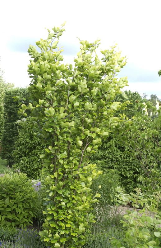 Fagus sylvatica 'Dawyck Gold' - Säulen-Goldbuche 'Dawyck Gold'