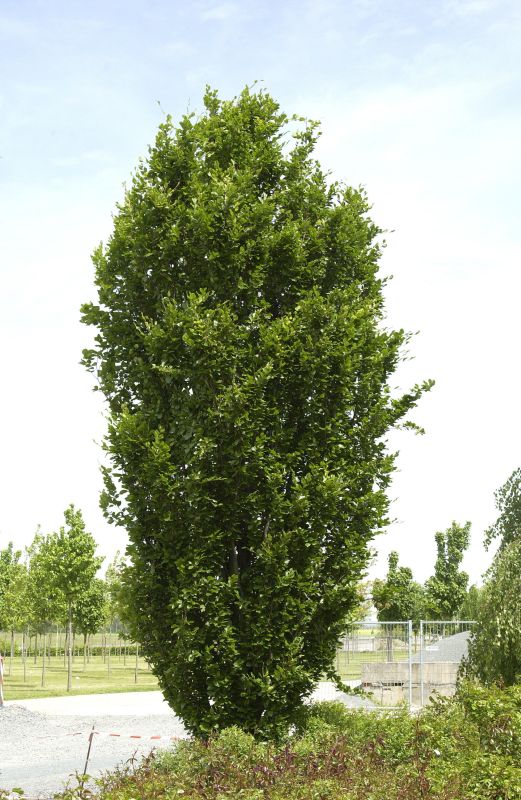 Fagus sylvatica 'Dawyck' - Säulen-Rotbuche 'Dawyck'