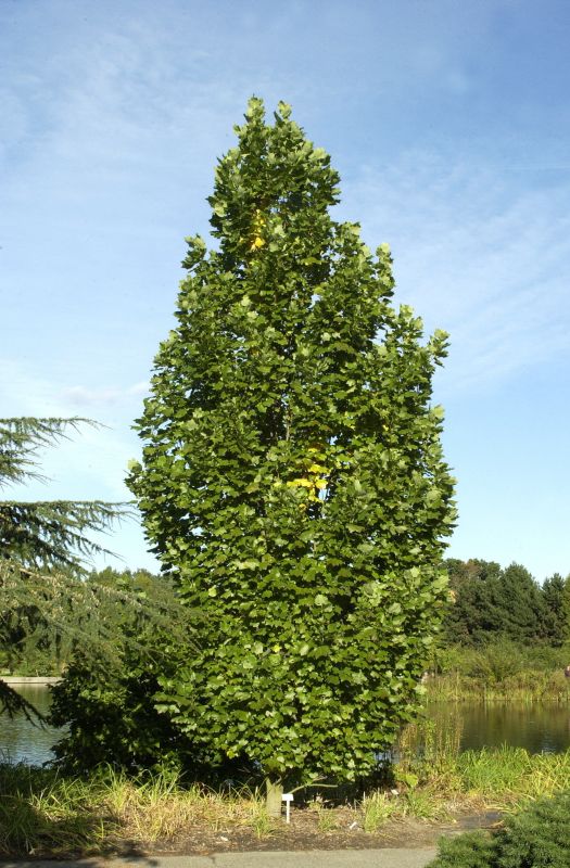 Liriodendron tulipifera 'Fastigiatum' - Säulen-Tulpenbaum