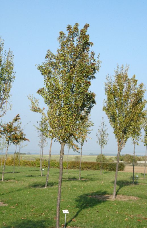 Crataegus monogyna 'Stricta' - Säulen-Weißdorn