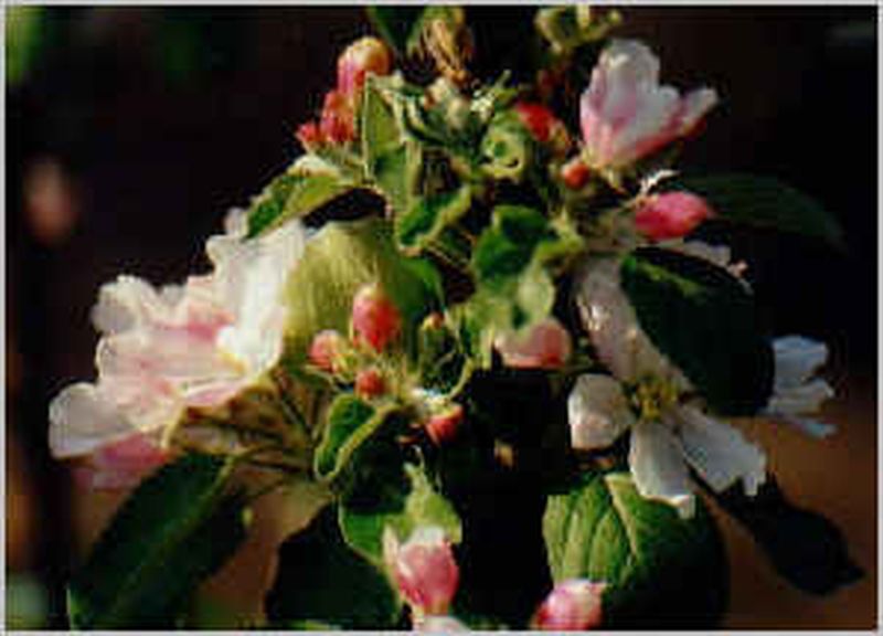 Malus Ballerina ® 'Flamenco' -S- CAC - Säulenapfel Ballerina ® 'Flamenco' -S-