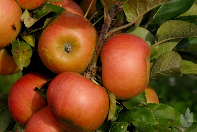 Malus 'Rhapsodie' -S- CAC - Säulenapfel 'Rhapsodie' -S-