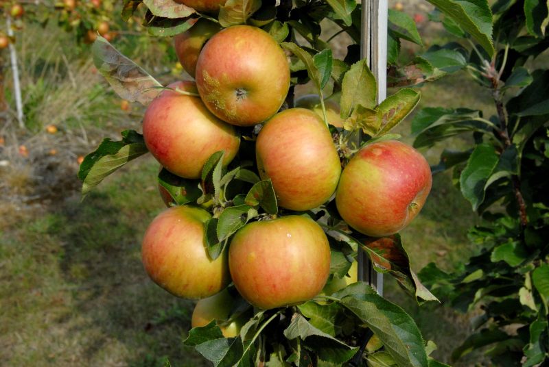 Malus 'Rondo' -S- CAC - Säulenapfel 'Rondo' -S-