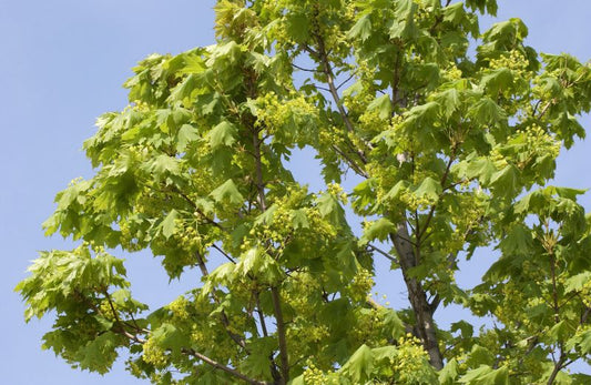 Acer platanoides 'Columnare' - Säulenförmiger Spitzahorn 'Columnare'